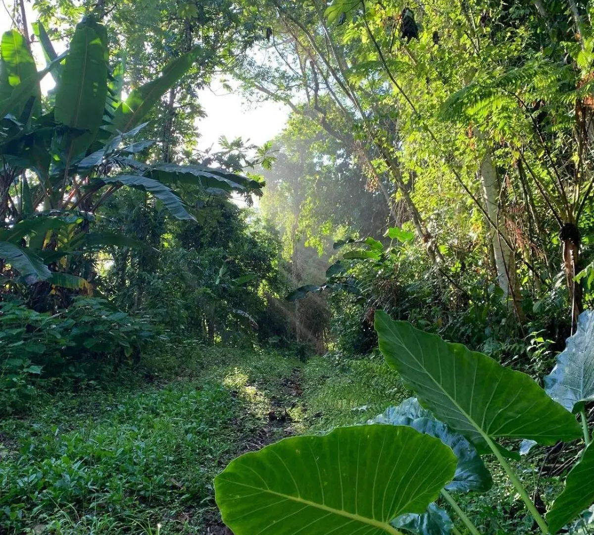 Vila Retreat Casita On 50-Acre Jungle Sanctuary Mayagüez 0*,